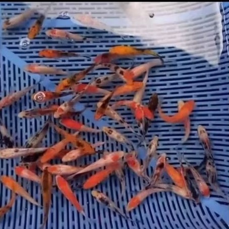 promo pakan/bibit ikan koi blitar size 4-5cm