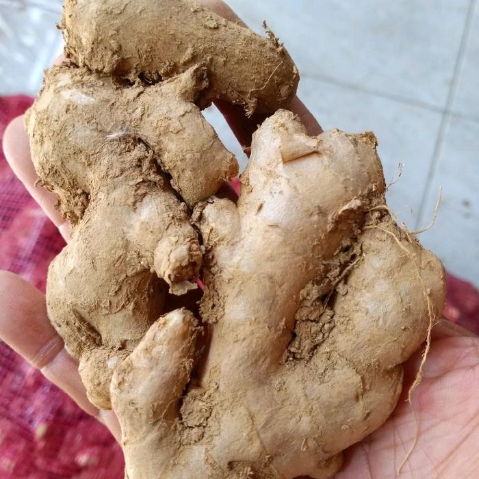 jahe gajah segar 1 Kilo asli Ponorogo Jawa timur Rempah Bubuk Bahan