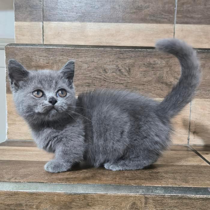 Kucing munchkin betina sehat