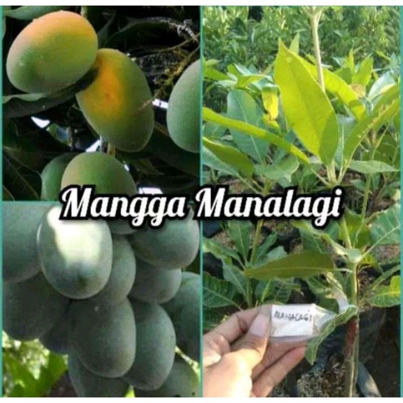 Bibit Pohon Mangga Manalagi - Cepat Berbuah, Manis