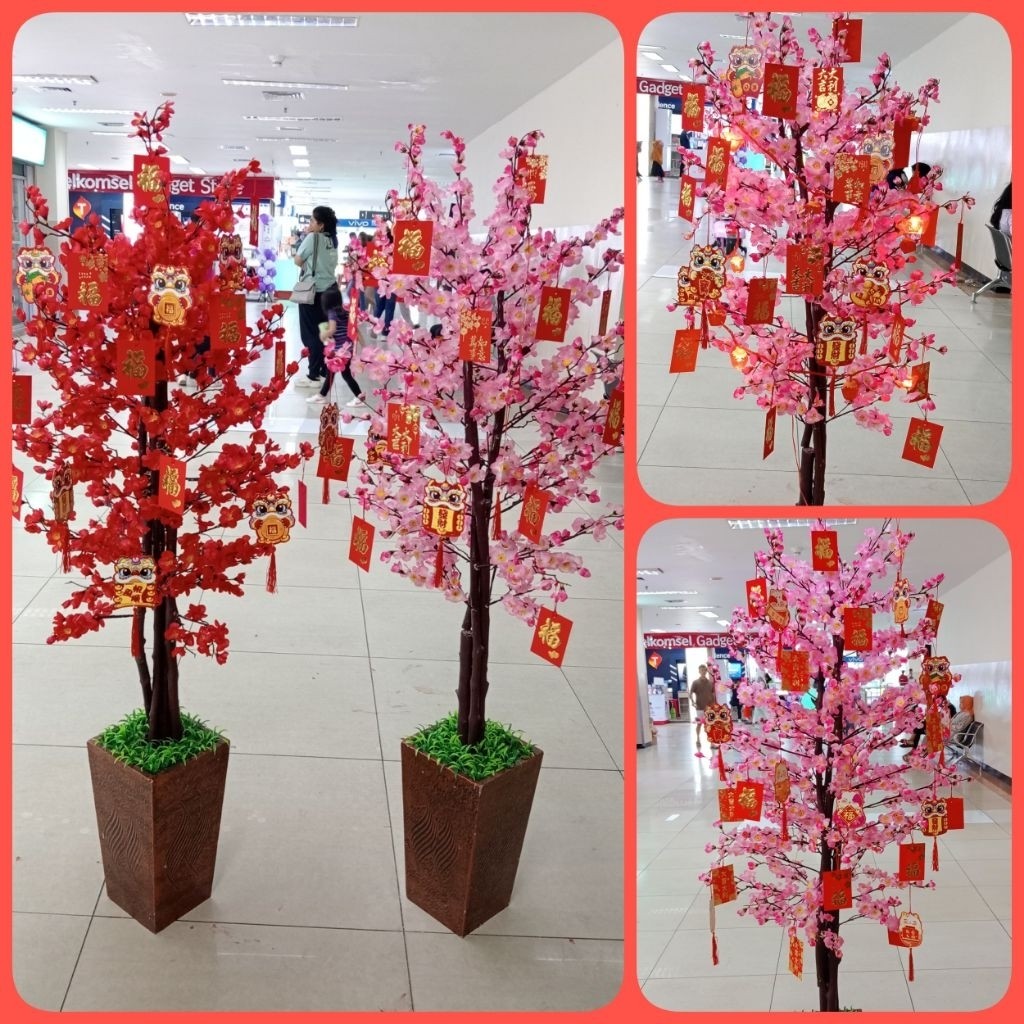 Pohon bunga imlek meihua sincia angpao sakura besar tinggi murah