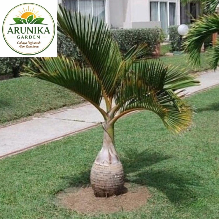 ( BISA COD ) PROMO Tanaman Hias Palem Botol 1'Meter / Tanaman Hidup Pohon Palm Botle / Tanaman Palem