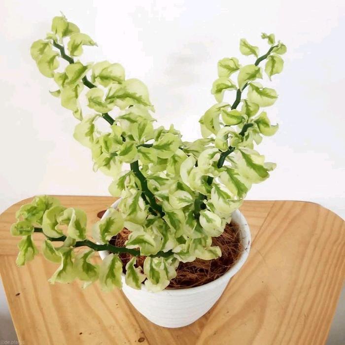 tanaman hias patah tulang kriting - Tanaman gantung Patah Tulang zig zag hoya curly