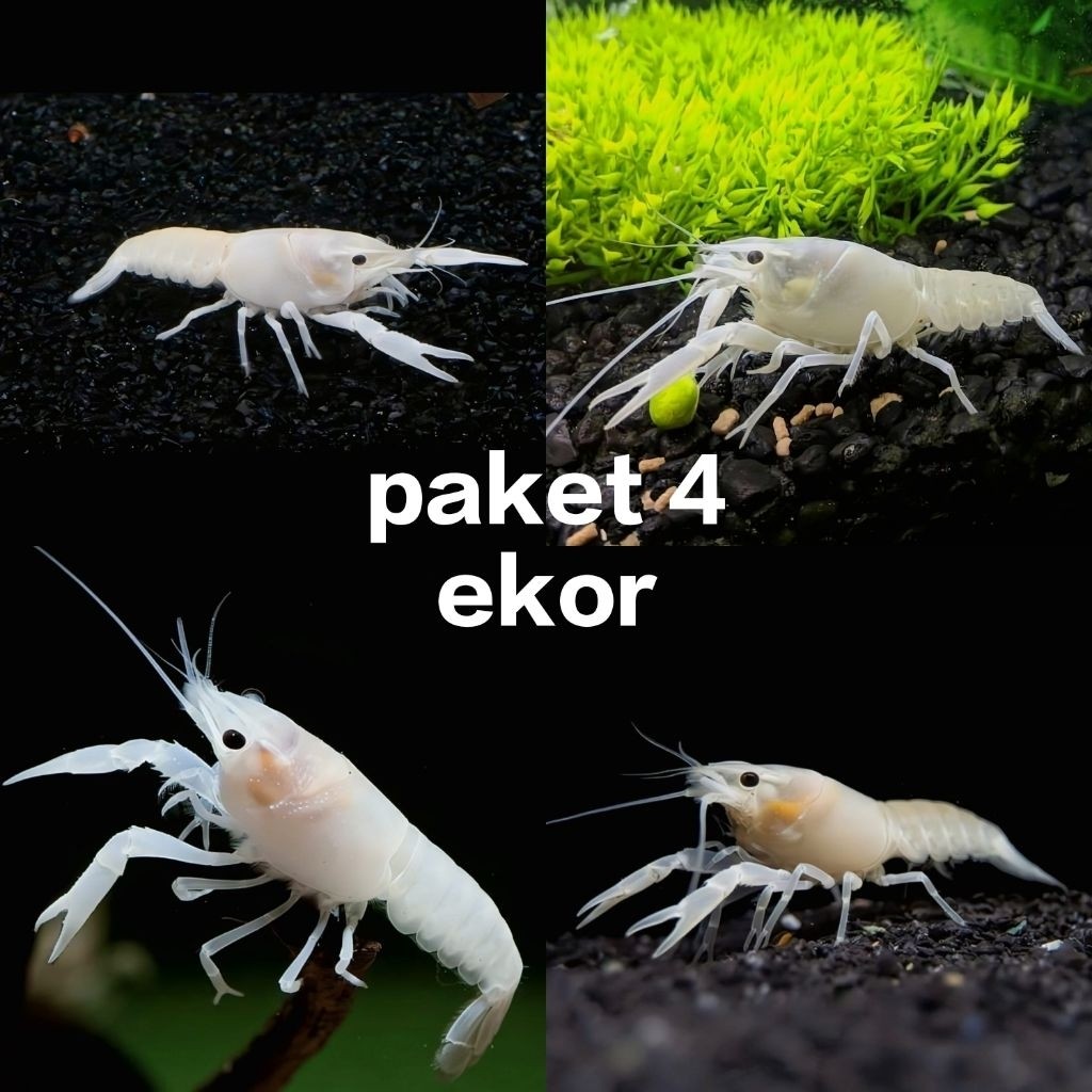 produk bes seller lobster hias aquarium lobster putih paket 4 ekor  size mulai dari 4 cm sampai 7 cm