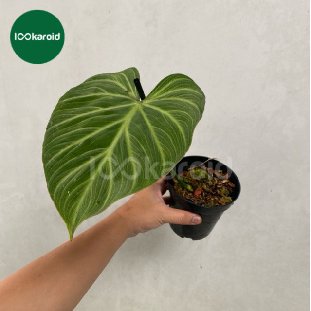 Tanaman Hias Philodendron Gloriosum White Veins Original