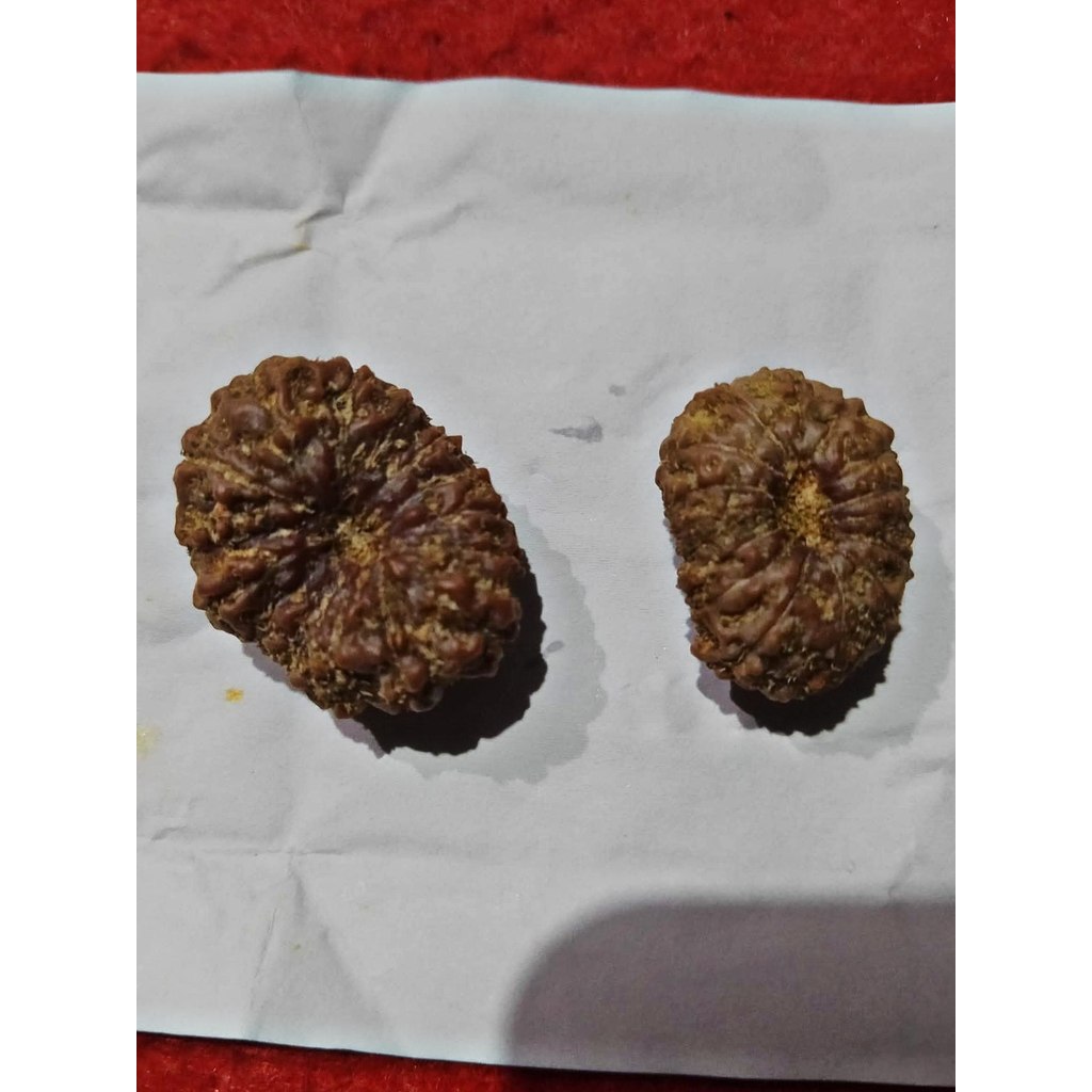 Rudraksha Mukhi 11 Garis 11 Jenitri
