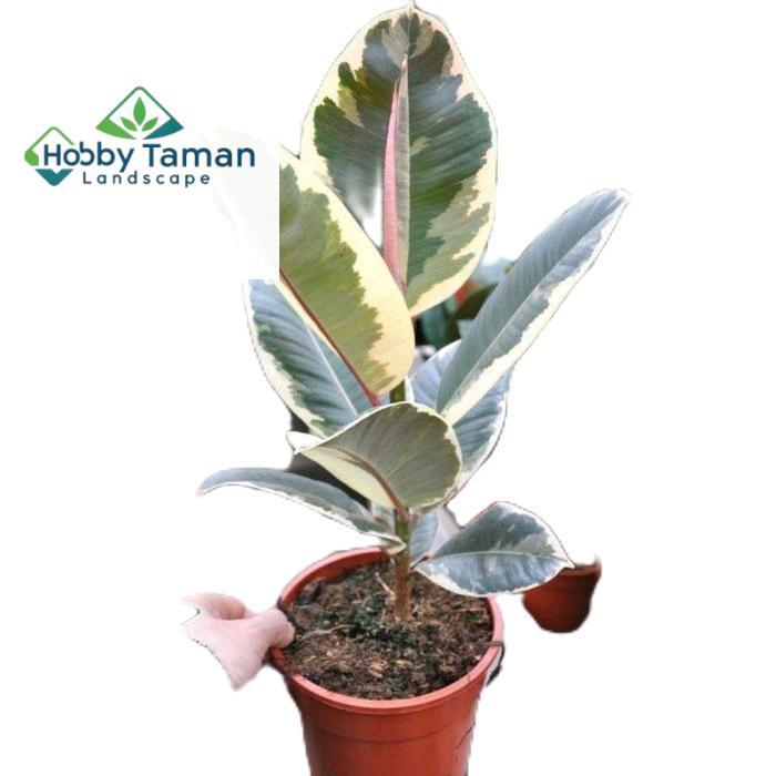 tanamanhias karet kebo varigata - tanaman karet kebo varigata