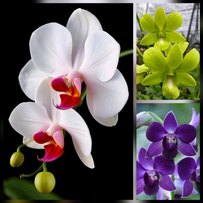 paket 3 bibit bunga anggrek dendrobium - bunga anggrek dendrobium size hybrid - pohon anggrek dendro