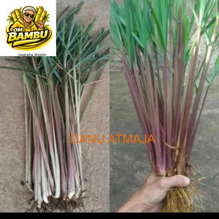 Bibit sereh wangi,sereh lanang,1 kg sereh wangi/sereh merah