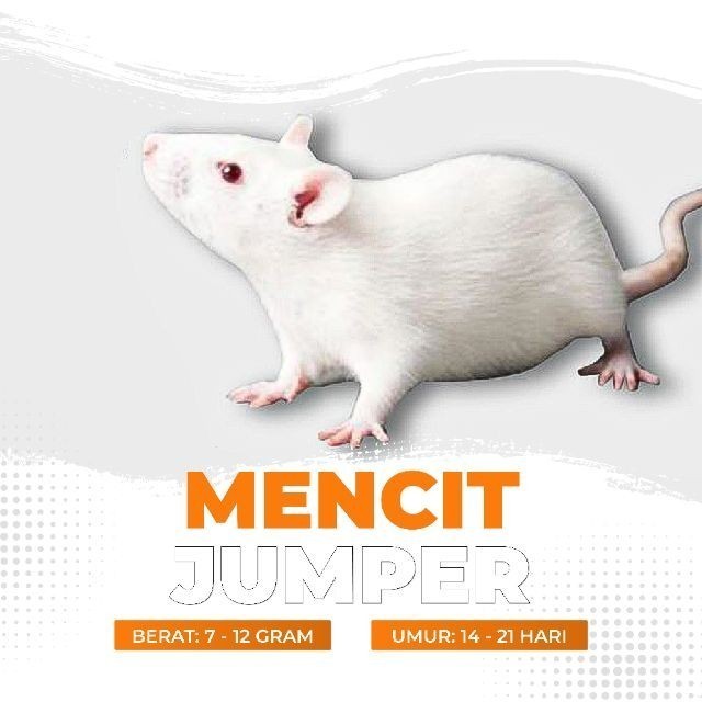 Mencit Hidup Jumper / Tikus Putih Jumper