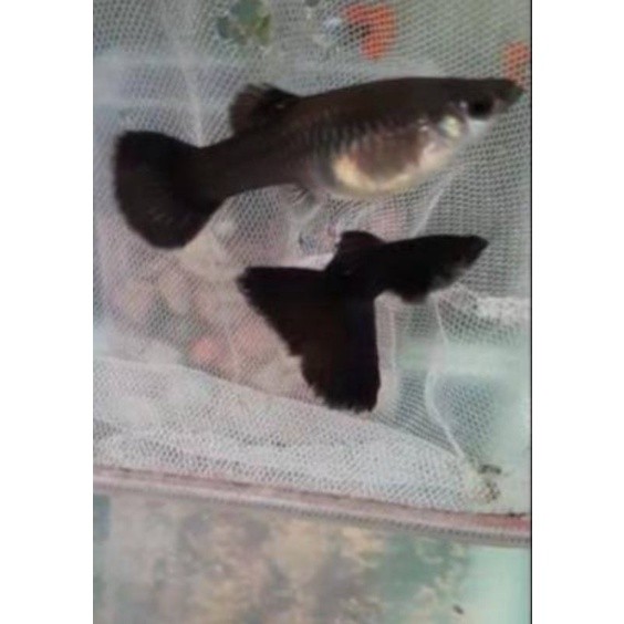 Hiasan aquarium IKAN HIAS GUPPY BLACK MOSCOW SEPASANG INDUKAN