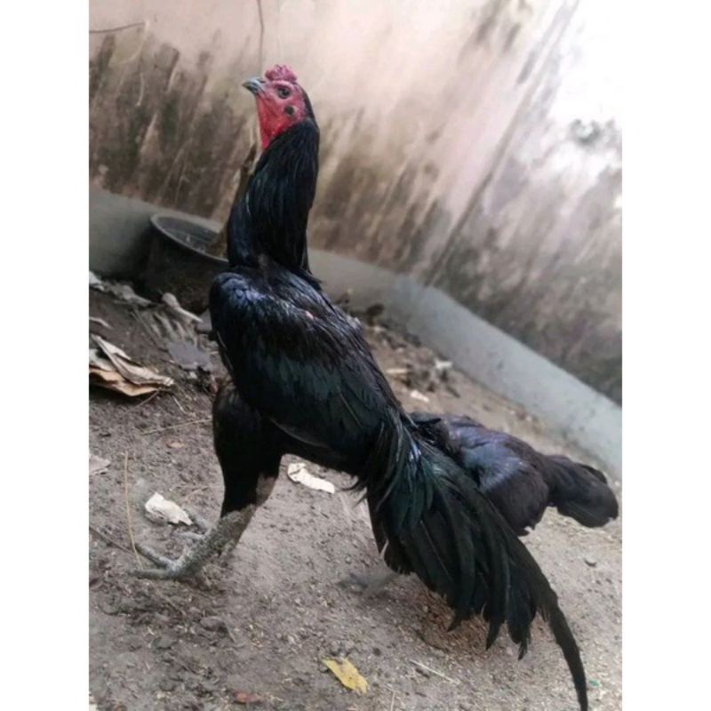 TELUR AYAM PAKHOY BRUTAL SPEED UNTUK DI TETASKAN