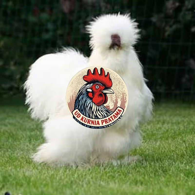 TELUR AYAM HIAS SILKIE UNTUK DI TETASKAN UD KURNIA PRATAMA