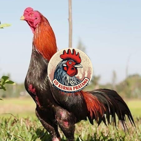 Telur ayam bangkok super petarung aduan fertil siap ditetaskan UD KURNIA PRATAMA