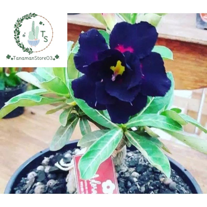 Biji Bunga Kamboja Adenium Purple
