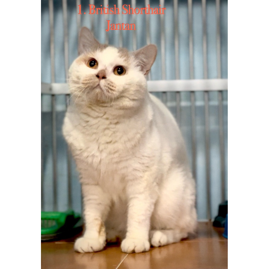 kucing British Shorthair jantan