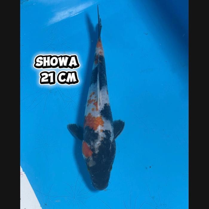 ikan koi Blitar / cemani farm / Showa 011