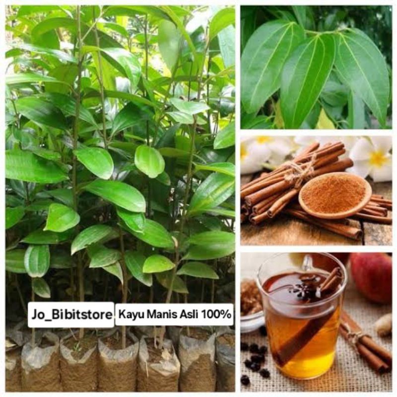 Bibit Kayu Manis Asli | Bibit Tanaman Kayu Manis Unggul