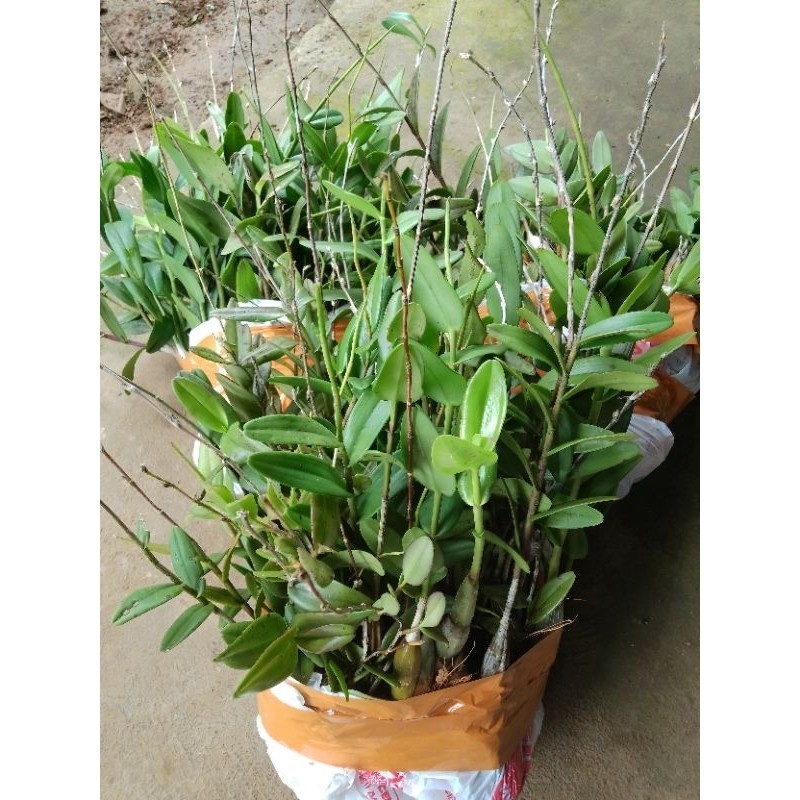 GROSIR ANGGREK MERPATI / TANAMAN ANGGREK MERPATI