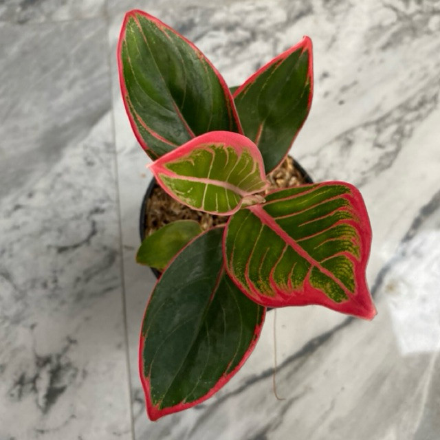 Aglonema Khanza Remaja Hijau Serat Merah Daun 5-6-7
