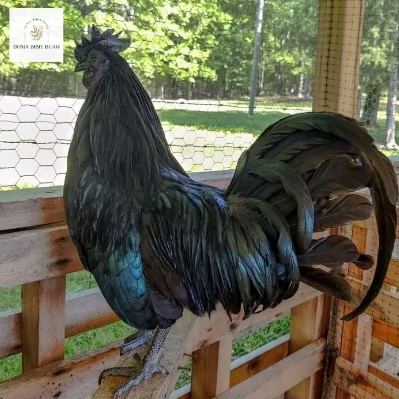 TELUR  AYAM CEMANI ASLI LIDAH HITAM UNTUK DITETASKAN