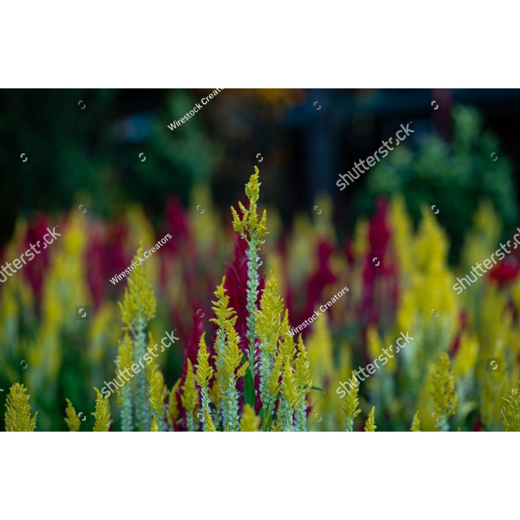 Bibit Biji bibit Biji Benih Bunga Celosia