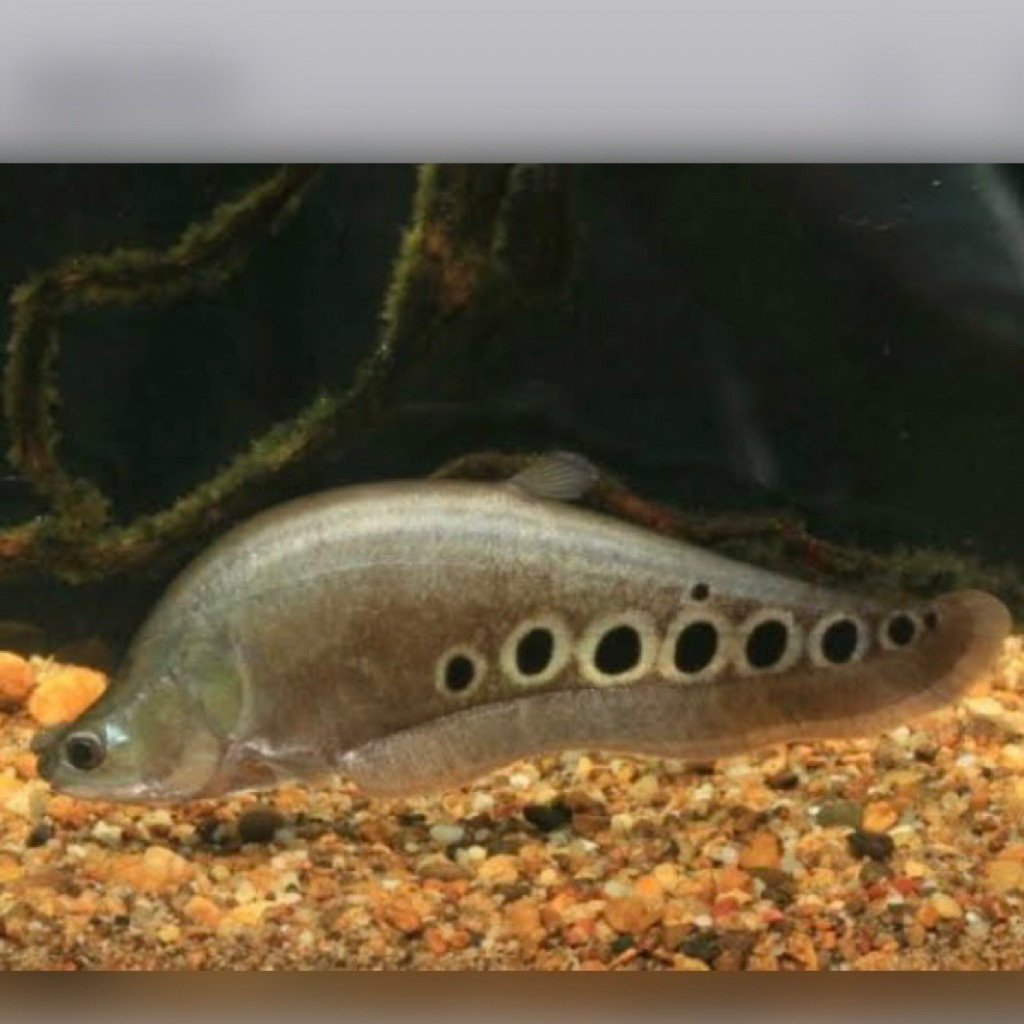 Ikan Hias Belida bangkok 8-11 cm  Belida Coklat Ikan Hias Air Tawar Ikan Predator Aquarium Tankmate 