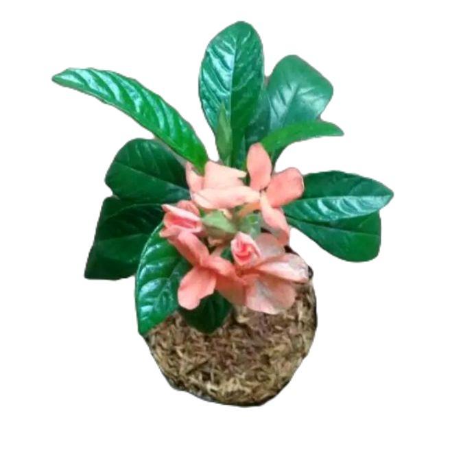 Tanaman Hias Crossandra - Pohon Bunga rosandra - Bunga Crosandra Orange