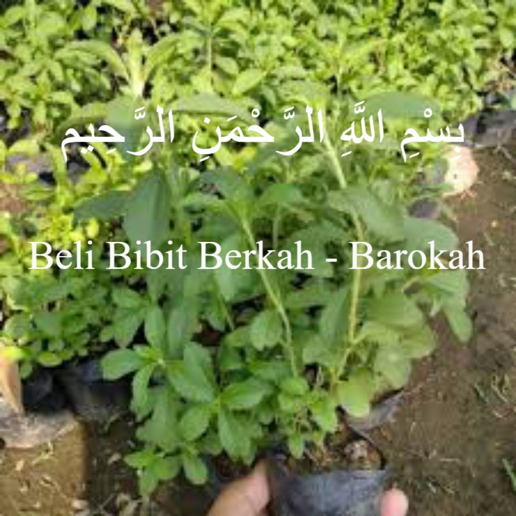 Bibit Tanaman Stevia Manis | Bibit Daun Stevia Gula