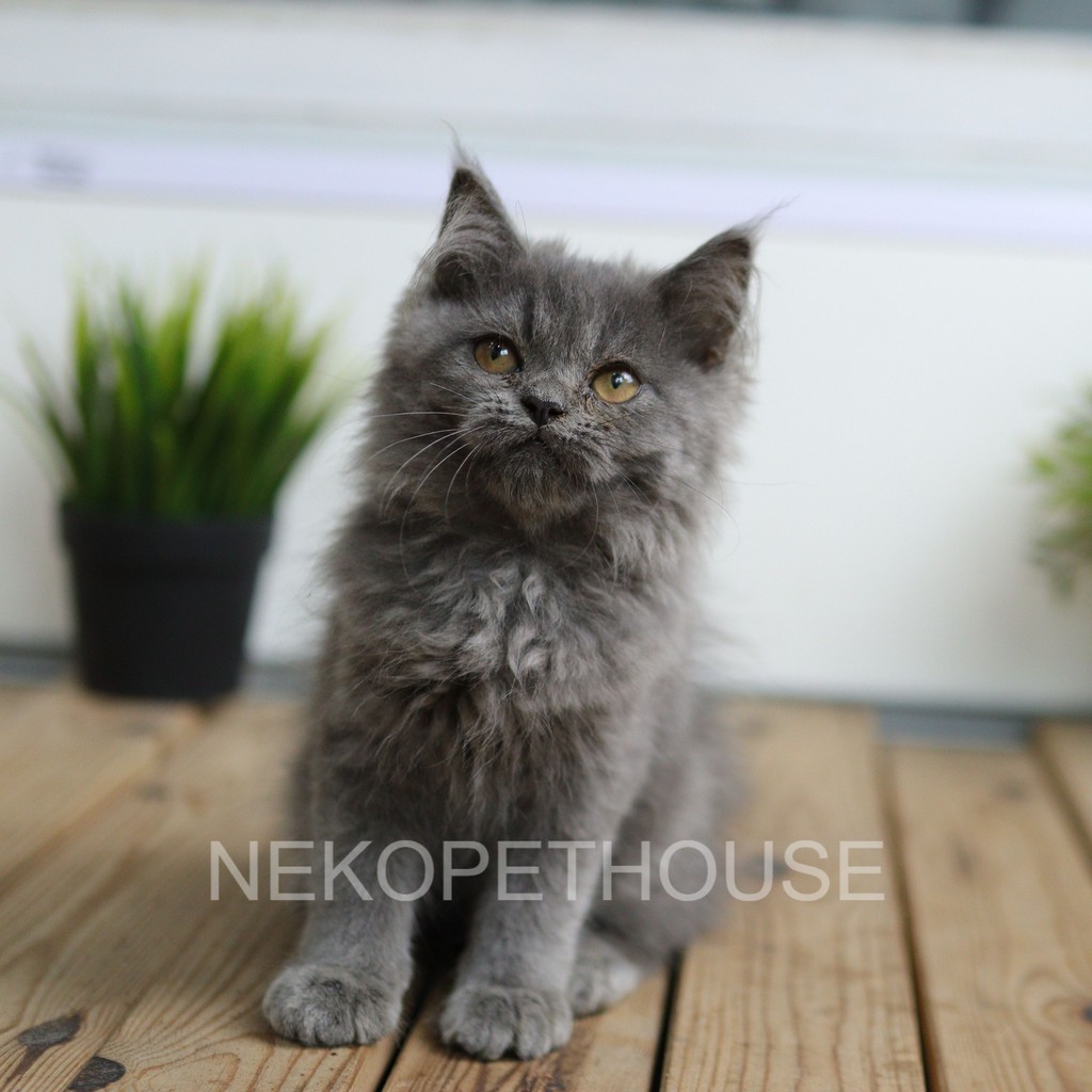 Kucing Kitten Persia Abu Solid Lucu 2.5 Bulan