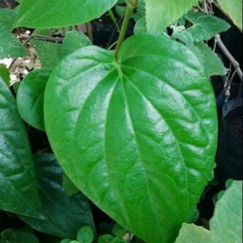 Bibit tanaman sirih hijau rambat herbal asli alami