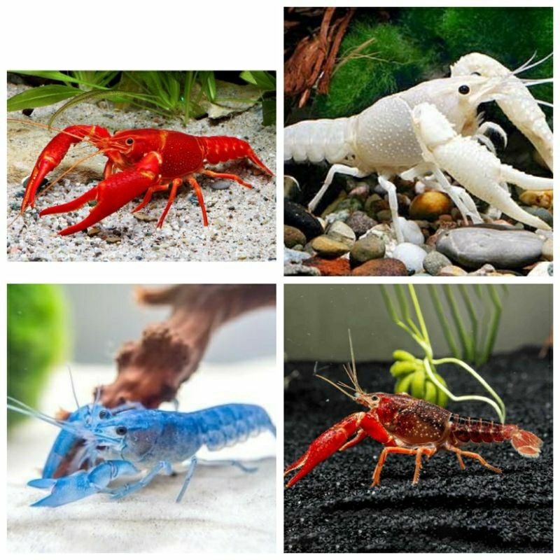 pakan hiasan lobster air tawar / lobster hias air tawar / udang lobster air tawar / aquascape / aqua