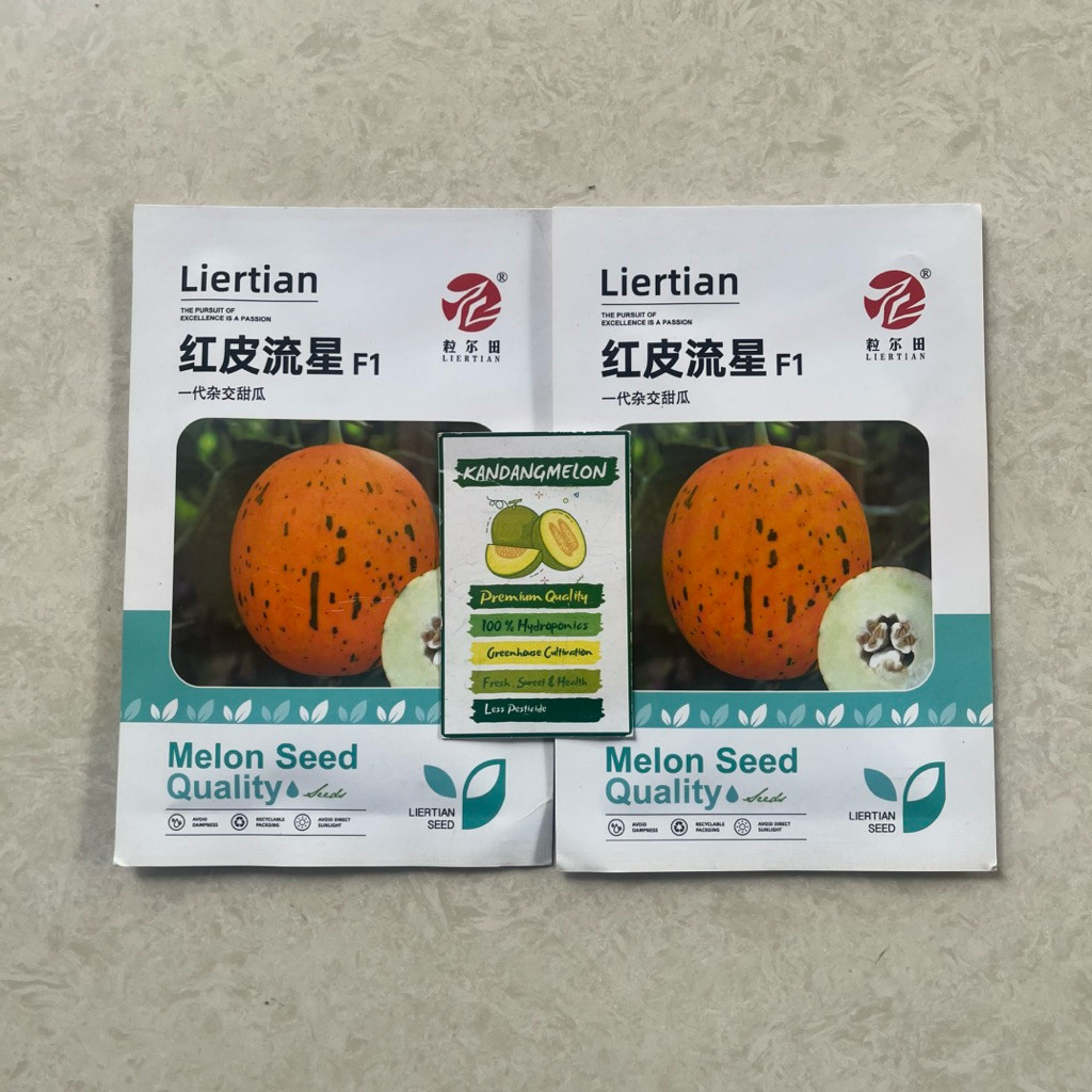 BENIH MELON PREMIUM DALMATION GOLD