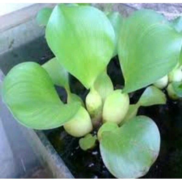 PROMO Eceng Gondok - Tanaman Air Eceng gondok .