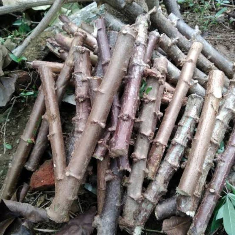 Bibit Singkong Karet, Bibit Pilihan Kualitas Unggulan