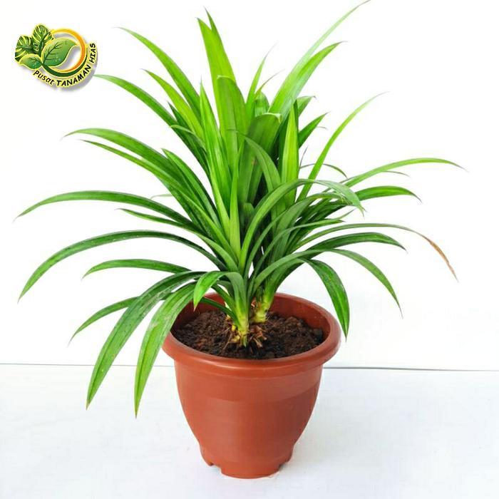 tanaman Pandan Wangi Pohon Pandan Wangi Bibit Pohon Pandan Wangi