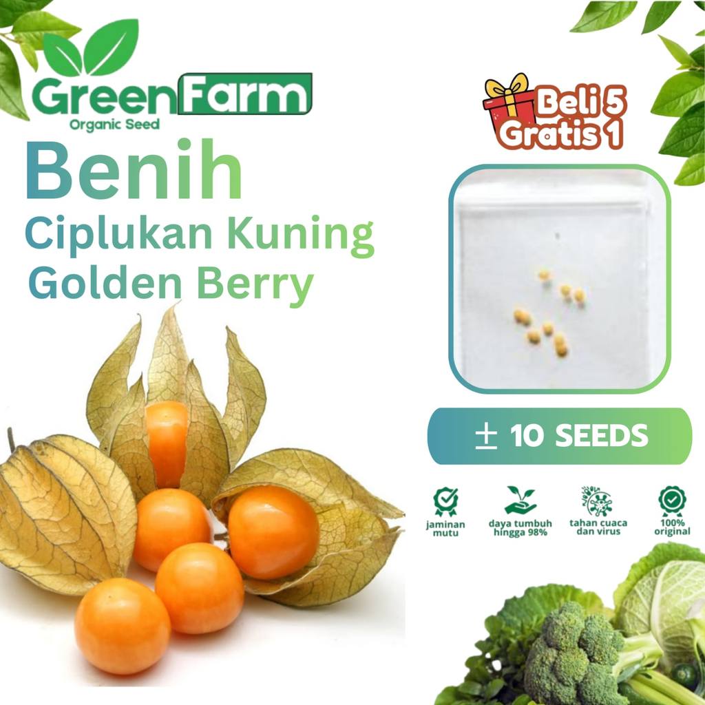 10 Biji - Benih Golden Berry | Ciplukan Kuning | Cecendet - Bibit Buah