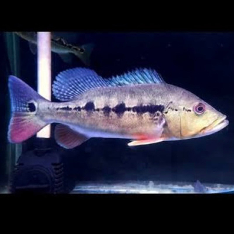 Hiasaan aquarium Ikan Hias PBASS Intermedia Ikan Hias 9-11cm Predator Aquarium