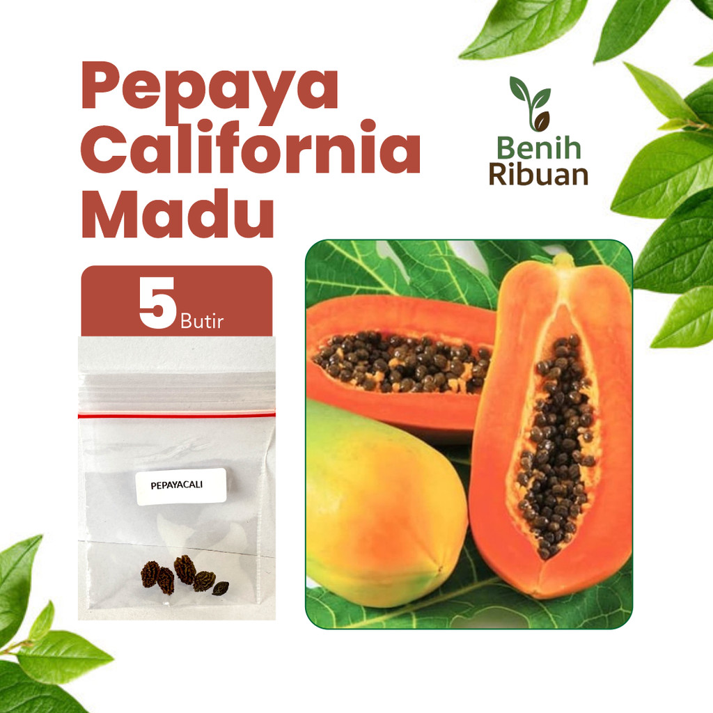 BENIH RIBUAN - Benih Buah Pepaya California Madu Unggul, Bibit Buah Pepaya California Manis