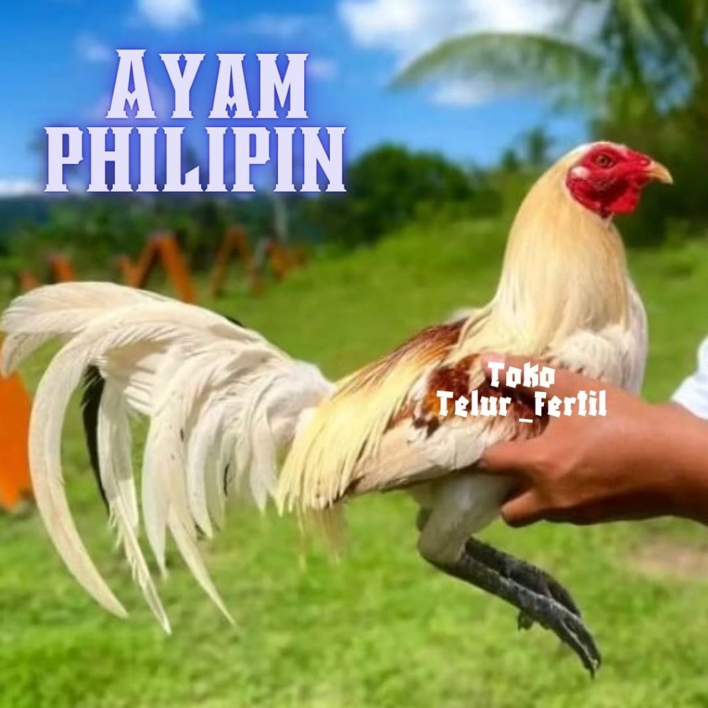 TELUR AYAM PHILIPIN ASLI PETARUNG UNTUK DITETASKAN