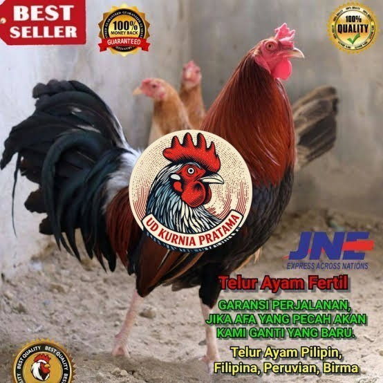 Telur ayam hias pilipin fertil bisa ditetaskan Langsung UD KURNIA PRATAMA