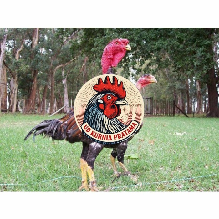 telur ayam petarung saigon siap ditetaskan - ayam saigon UD KURNIA PRATAMA