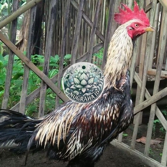 Telur Ayam Fertil Telur Tetas Ayam Aduan Mangon IQ X Pama NUGRAHA ID