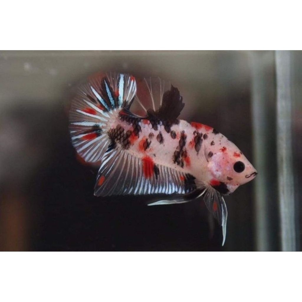Cupang Junior Line Multicolour Bahan Cello Mutasi HIASAN AKUARIUM