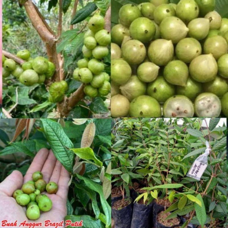 Bibit Anggur Pohon Brazil White Jaboticaba | Tanaman Anggur Pohon Putih Super Genjah Hibrid