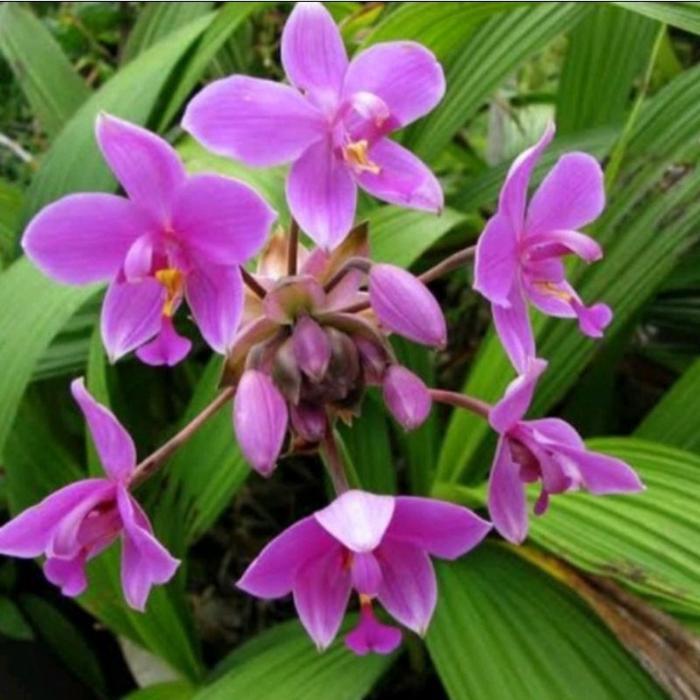 Tanaman Anggrek tanah bunga ungu muda - bunga hias anggrek tanah - tanaman hias hidup anggrek tanah 