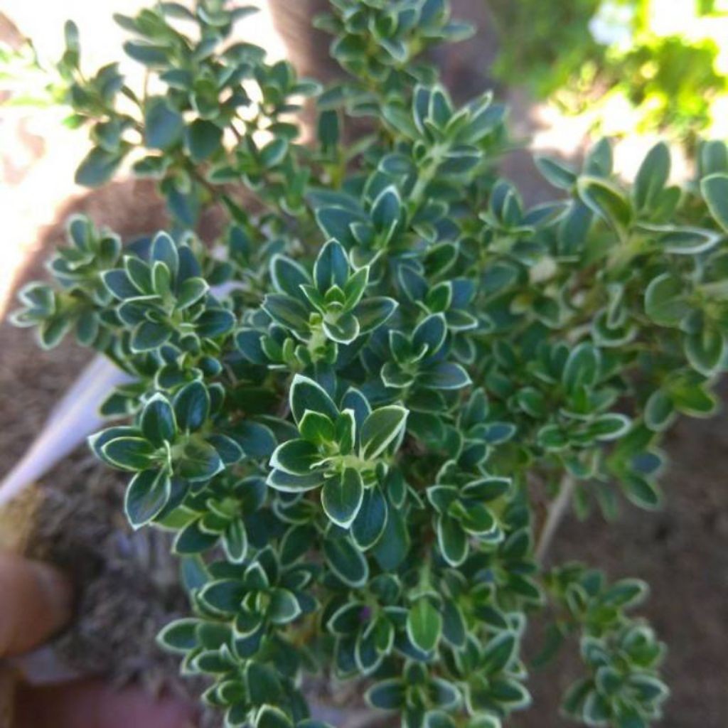 ( BISA COD ) tanaman mirten - bahan bonsai mirten - tanamanhias mirten MURAH