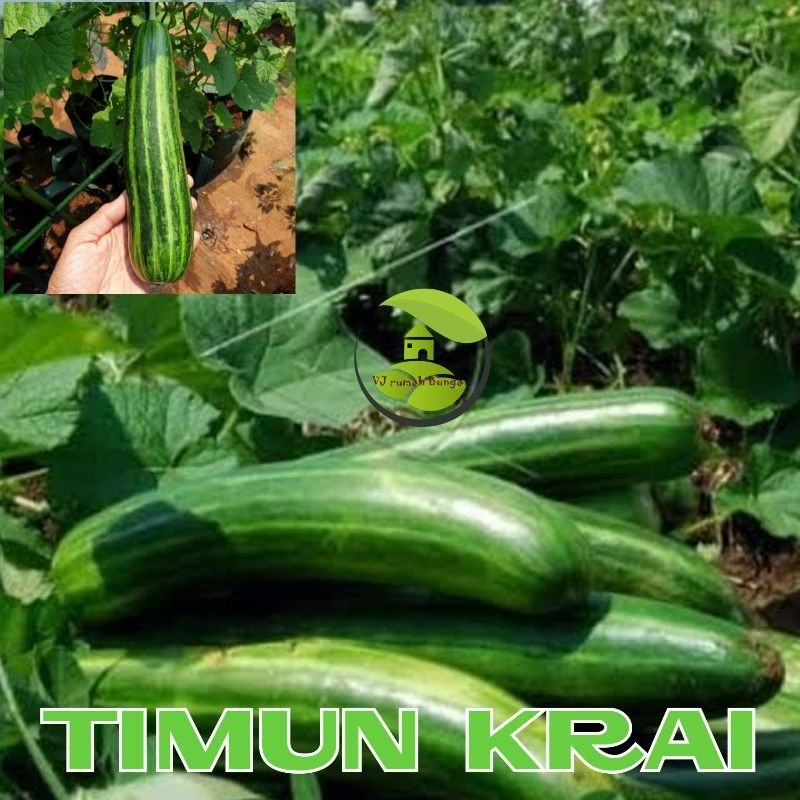 155+ Benih Timun Krai Timun sayur asem Timun lalap//COD//MANGGARMAS