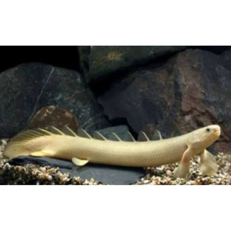 Ikan Palmas Albino Ukuran 8 Cm Sehat jasmani rohani