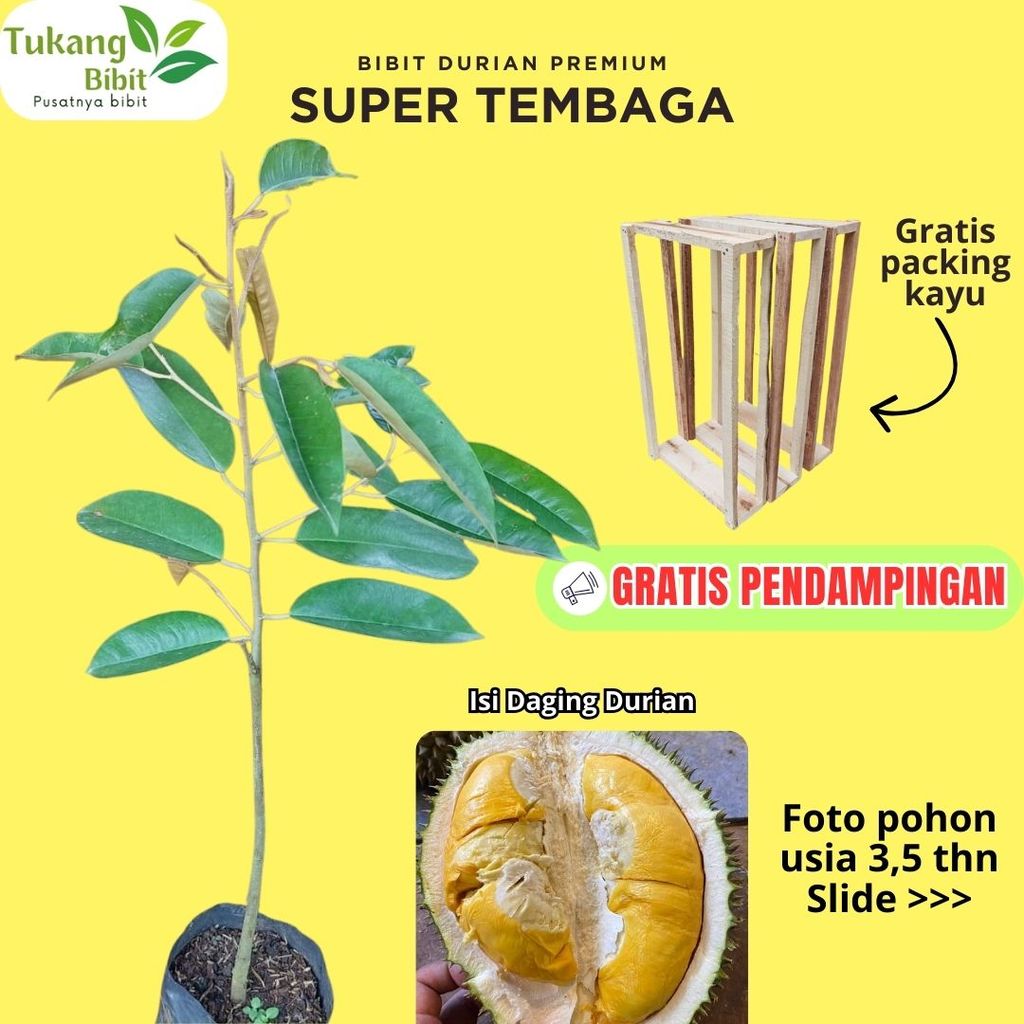 Bibit Durian Super Tembaga Bibit Premium Asli Okulasi Super Siap Tanam Garansi Hidup Gratis Packing 